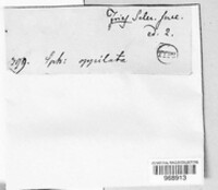 Phomopsis oppilata image